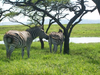 Zebra Grazing Near Waterhole Image